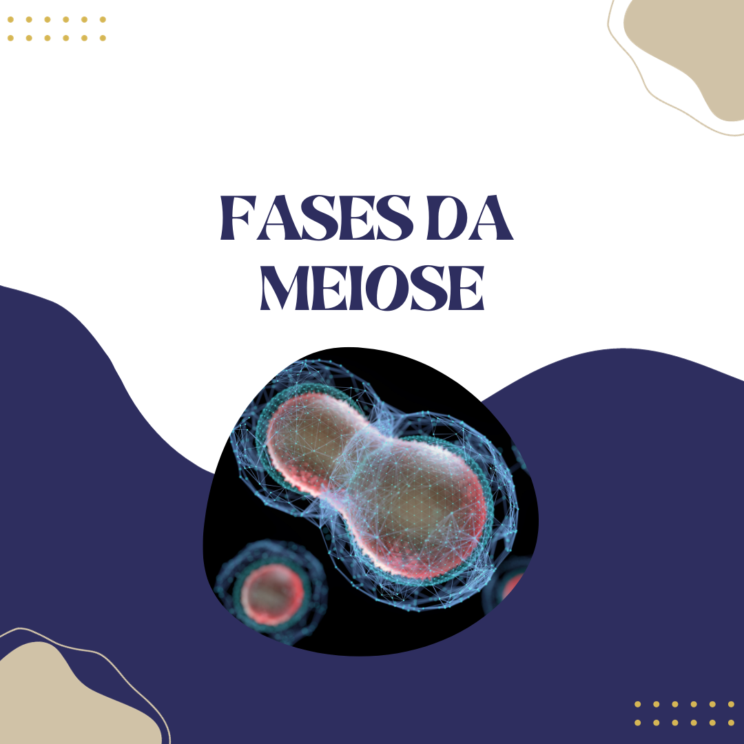 Quais são as fases da meiose Cursau Educação Blog