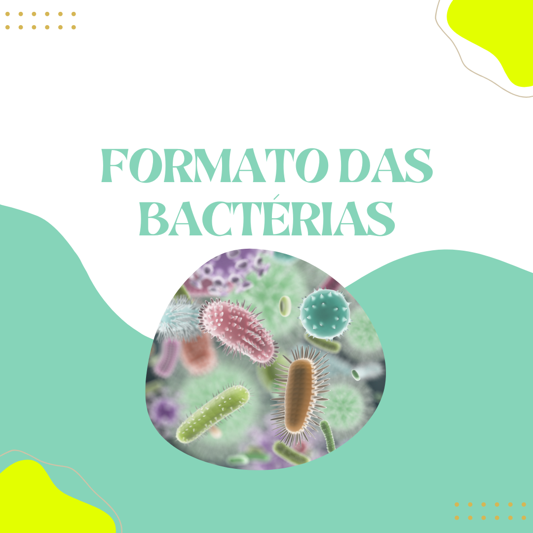 Quais os formatos das bactérias? - Cursau Educação - Blog