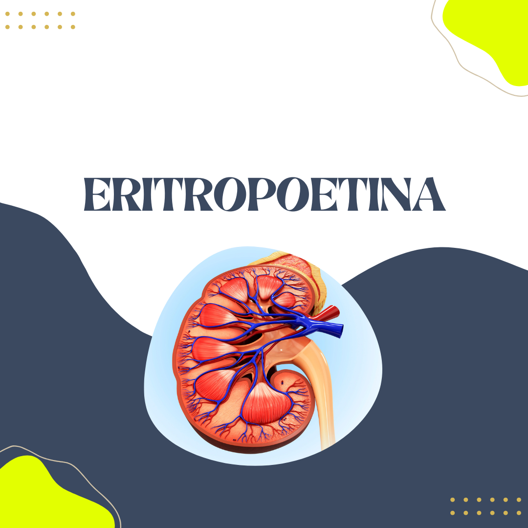 Qual a função da eritropoetina? - Cursau Educação - Blog