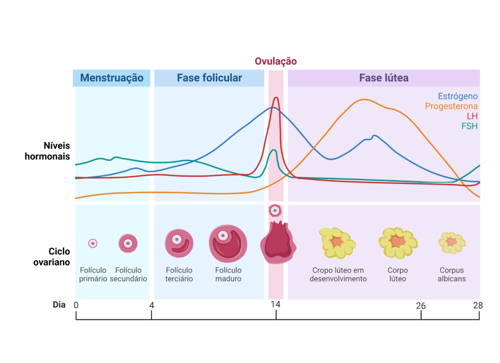 a imagem ilustra as fases do ciclo menstrual destacando os principais acontecimentos de cada fase.
