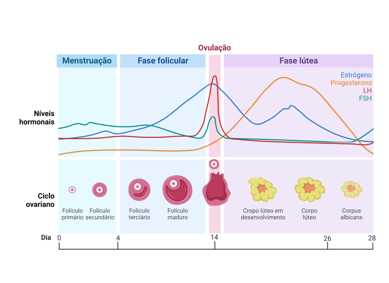 Ciclo Menstrual Entenda As Fases Cursau Educação Blog 7697