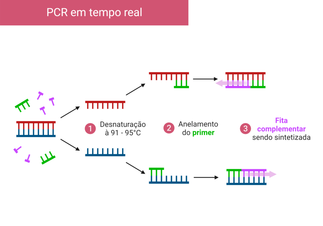 a imagem mostra as etapas da PCR em tempo real, dentre elas a desnaturação do material genético, o anelamento do primer e a formação da fita complementar.