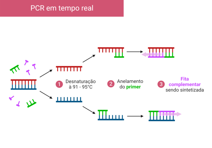Como funciona a PCR em tempo real? - Cursau Educação - Blog