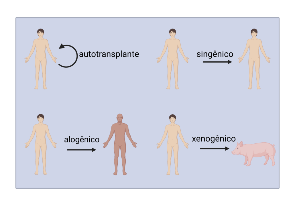 a imagem ilustra os diferentes tipos de transplante 