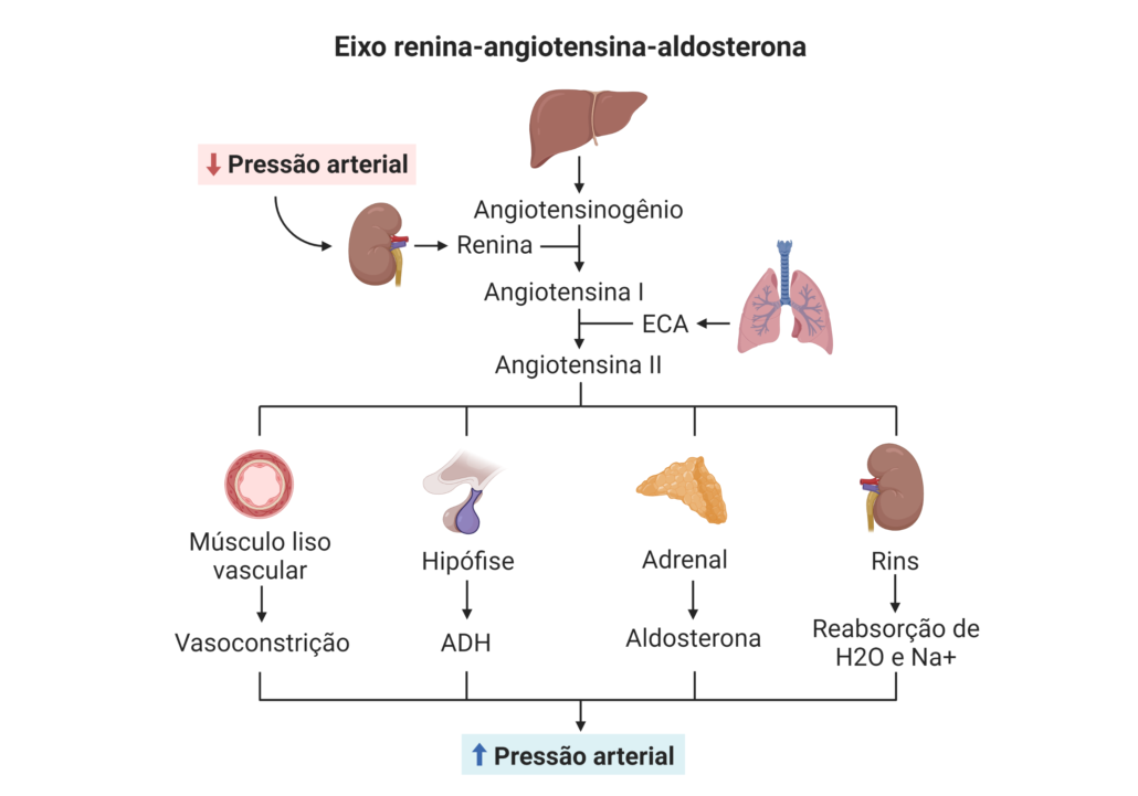 a imagem mostra uma esquematização do eixo renina-angiotensina-aldosterona e seus efeitos em diferentes tecidos.