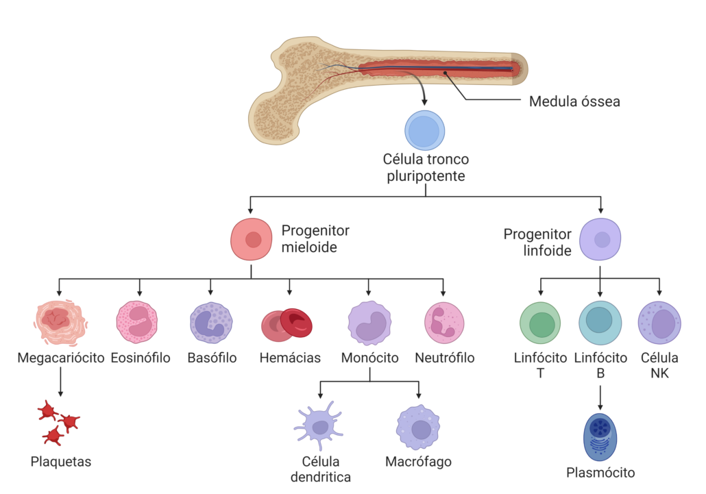 a imagem ilustra os processos de diferenciação celular que acontecem na hematopoiese