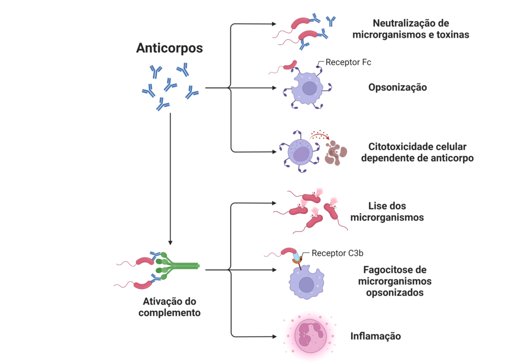 a imagem mostra as funções dos anticorpos, dentre elas a opsonização, neutralização de microrganisnos, citotoxicidade celular e ativação do complemento.