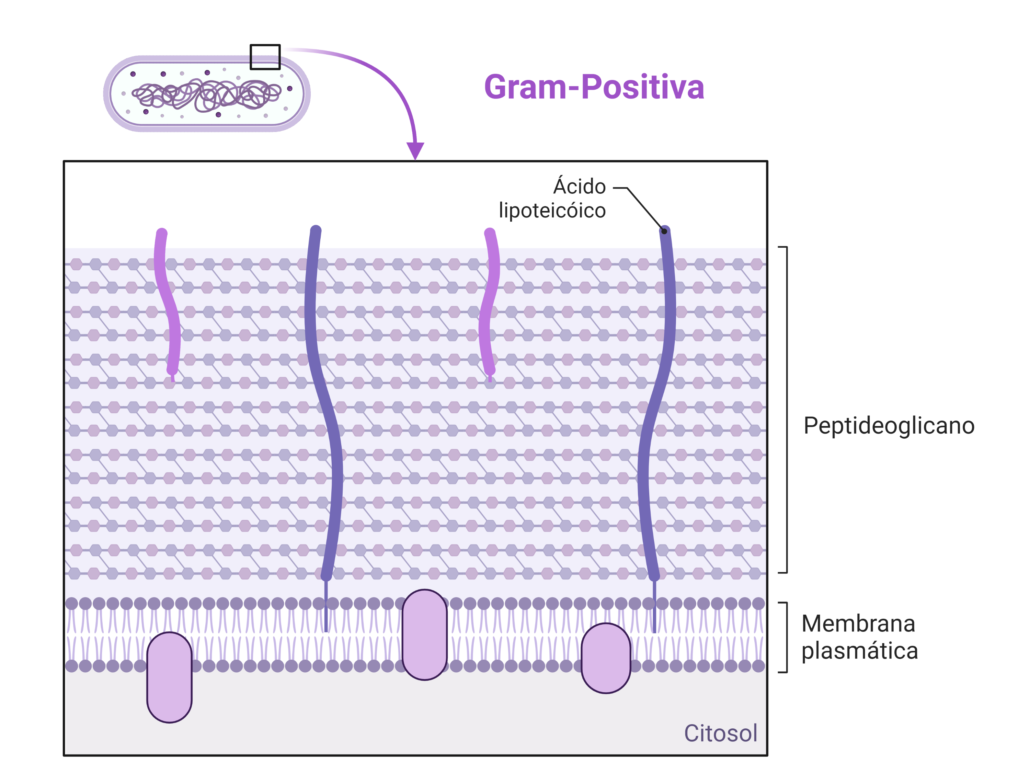a imagem mostra a estrutura da bactéria gram-positiva de acordo com a coloração de gram
