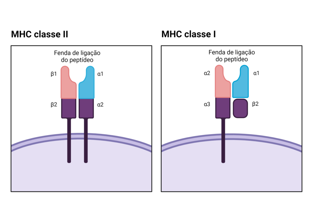 a imagem mostra a estrutura das duas classes de MHC