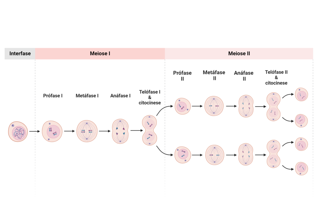 a imagem ilustra as fases da meiose