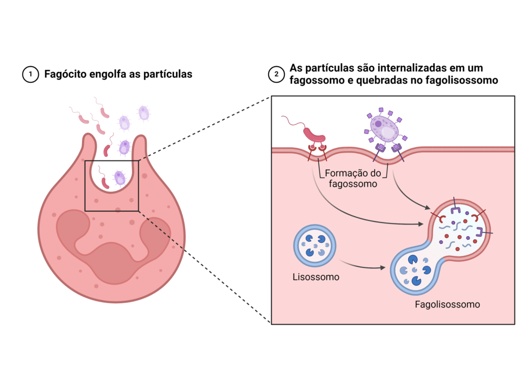a imagem mostra o passo a passo da fagocitose