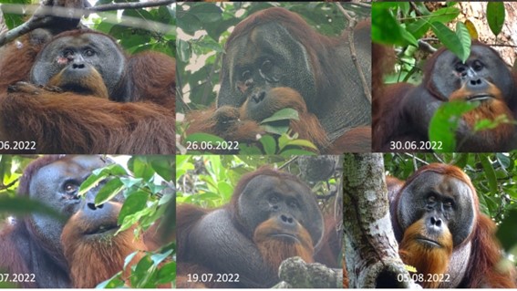 a imagem mostra o orangotango fazendo uso de plantas medicinais