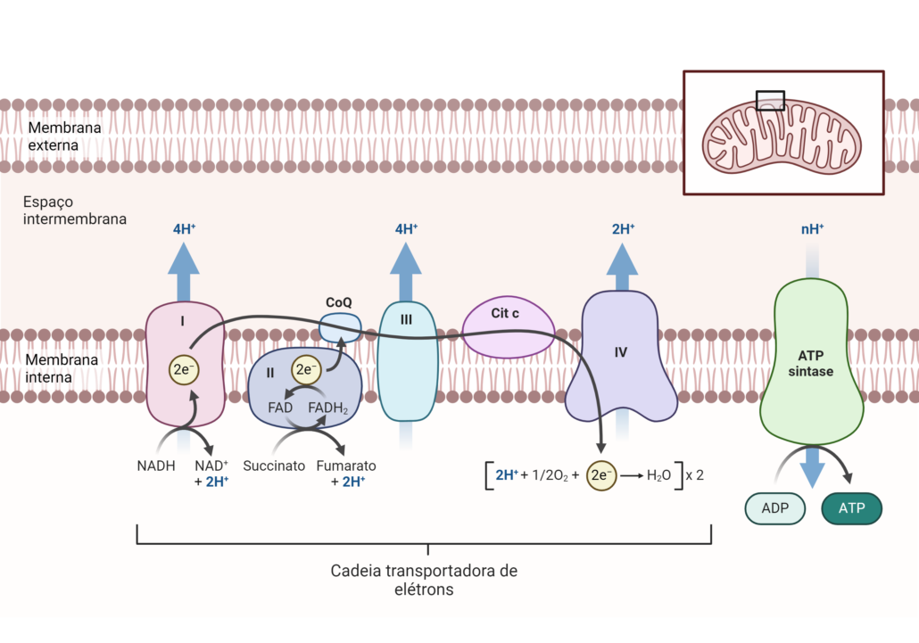 a imagem mostra os componentes da cadeia transportadora de elétrons