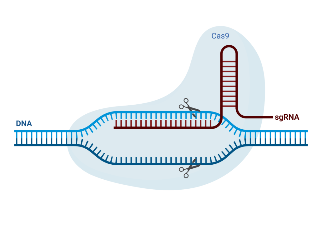 a imagem mostra resumidamente como a técnica de CRISPR/Cas9 funciona