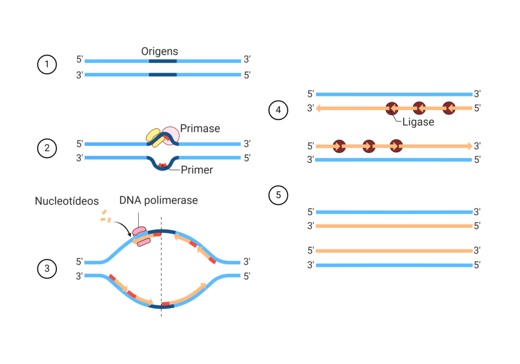 a imagem mostra o processo de duplicação do DNA